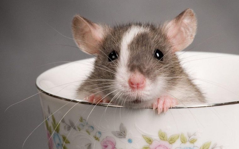 Cara Menghilangkan Bau Bangkai Tikus Di Ruangan