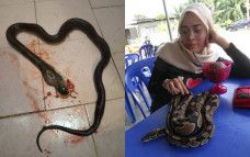 Membunuh ular kobra