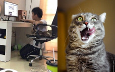 Relakan kursi demi kucing