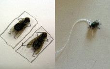 Ilustrasi memelihara lalat