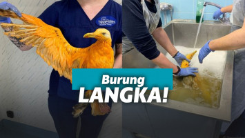 Burung kena kuah kari