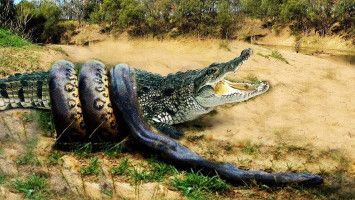 Ilustrasi pertarungan buaya dan piton