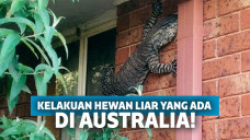 Hewan liar di Australia