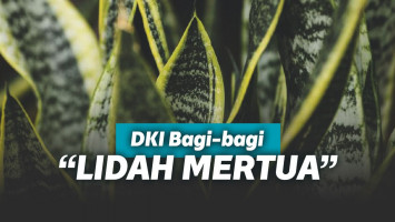 Tanaman lidah mertua