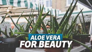Manfaat Lidah Buaya untuk Kecantikan