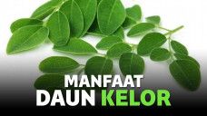 manfaat daun kelor