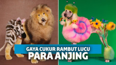 gaya cukur lucu anjing