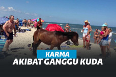 Kuda liar di Assateague Island