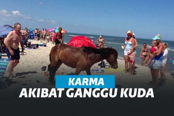 Kuda liar di Assateague Island