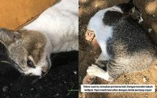 Penyiksaan terhadap kucing