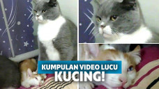 Ekspresi lucu kucing
