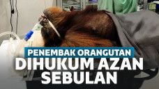 Pelaku Penembakan Orangutan Hanya Dihukum Azan Sebulan