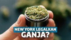 Tanaman Ganja