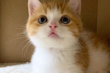 kucing lucu