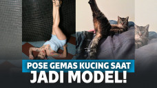 pose kucing saat jadi model