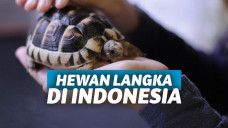 Hewan Langka di Indonesia