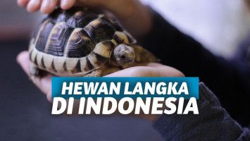Hewan Langka di Indonesia