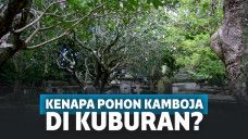 Pohon bunga kamboja