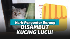 Kucing menerima paket