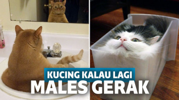 kucing mager