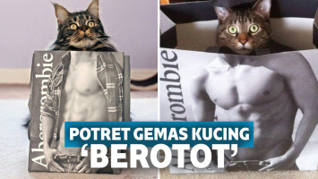 kucing sixpack
