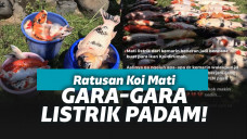 Ikan koi mati karena listrik padam