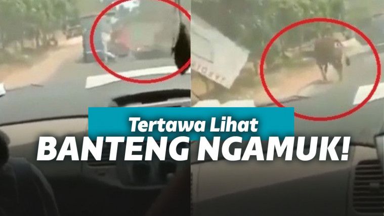 Sapi Tabrak Pengendara Motor, Malah Asyik Ngakak