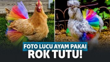 Ayam dengan rok tutu