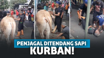 tukang jagal sapi kurban