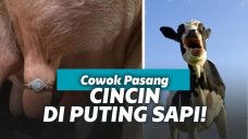 Memasukkan cincin lamaran di puting sapi