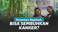 Tanaman Bajakah