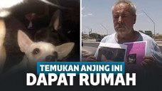 Jenny, anjing chihuhahua yang hilang
