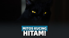 Kenapa Kucing Hitam Selalu Identik dengan Dunia Mistis?