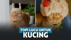 topi kucing