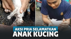 Salut! Demi Selamatkan Kucing yang Tenggelam, Pria Ini Rela Beri Bantuan Pernapasan