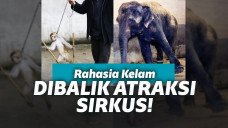 Penyiksaan terhadap hewan sirkus