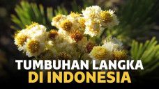 Tumbuhan Langka di Indonesia