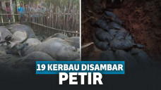 Penggembala dan 19 Kerbau Mati Tersambar Petir