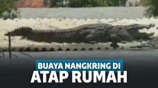 buaya di atap rumah