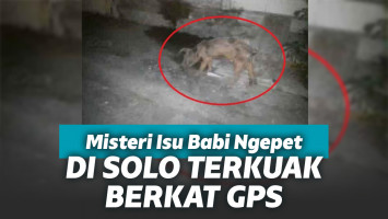 Misteri Babi Ngepet di Solo terkuak