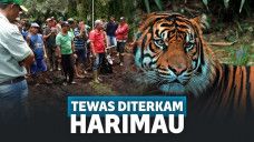 diterkam harimau