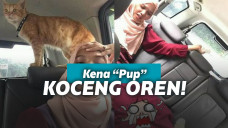 Berfoto dengan kucing