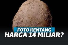 kentang termahal