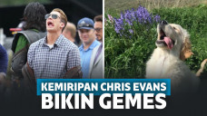Kemiripan Chris Evans dan Anjing Golden Retriever