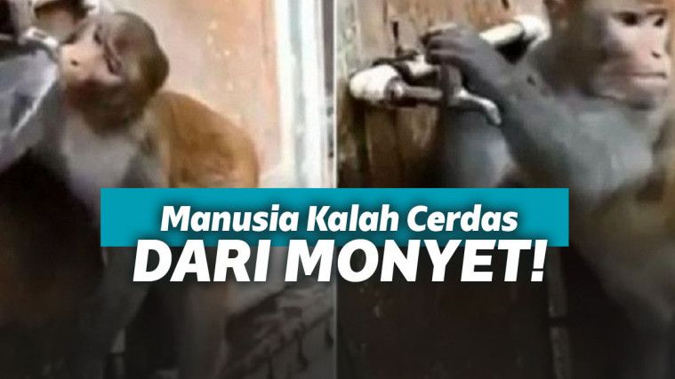 Monyet tutup air kran