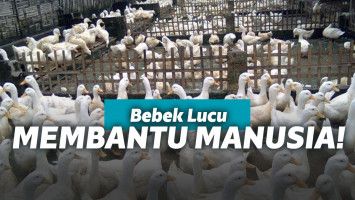 Sekelompok bebek putih