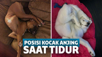 posisi anjing saat tidur