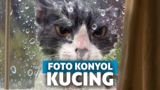 Foto lucu kucing