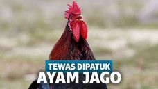 dipatok ayam jago
