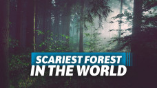 hutan terseram di dunia